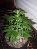 Picture 003.jpg