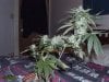 Day65plant2-1.jpg