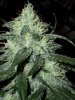 Day65plant2-2.jpg