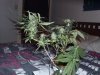 Day65plant3.jpg