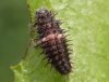 Chilocorus_bipustulatus_larva.jpg