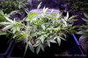 cannabis-timewreck1-v28-2734.jpg