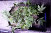 cannabis-timewreck4-v28-2747.jpg