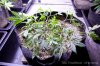 cannabis-timewreck5-v28-2754.jpg