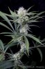 cannabis-spacejill5-d28-2864.jpg
