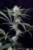 cannabis-spacejill5-d28-2871.jpg
