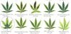 cannabis leaf-deficiencies.jpg