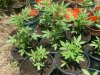 Diesel Ryder Mothers - 2.5 Gallon Pots - Left Side Closeup.jpg