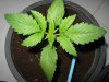 breeders boutique seeds and saudi weed law 003.jpg