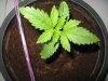 breeders boutique seeds and saudi weed law 007.jpg