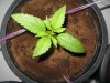 breeders boutique seeds and saudi weed law 008.jpg