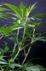 cannabis-spacedawg1-d7-2922.jpg