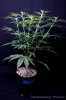 cannabis-spacedawg2-d7-2929.jpg