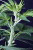 cannabis-spacedawg2-d7-2936.jpg