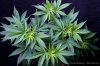cannabis-spacedawg3-d7-2945.jpg