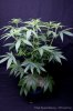 cannabis-spacedawg4-d7-2947.jpg