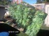 Outdoor Grow Progress17.jpg