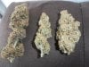 Plushberry, lemon skunk, SDG 2.jpg