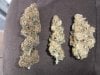 Plushberry, lemon skunk, SDG.jpg