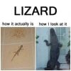 lizards.jpg