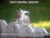 ferris-bueller-squirrel.jpg