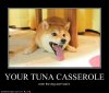 3d1b1_funny-dog-pictures-your-tuna-casserole.jpg