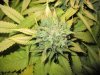 June 18, 2012 Afghan and Strawberry cough 038.jpg