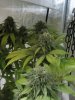 June 18, 2012 Afghan and Strawberry cough 046.jpg