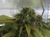 June 18, 2012 Afghan and Strawberry cough 052.jpg