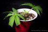 cannabis-spacedawg1-d7-3019.jpg