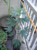 DSC038422.jpg
