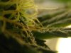 trichomes 3.jpg