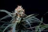 cannabis-spacejill4-d44-3123.jpg