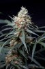 cannabis-spacejill4-d44-3126.jpg