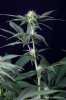 cannabis-spacedawg1-d17-3042.jpg