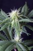 cannabis-spacedawg1-d17-3044.jpg