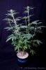cannabis-spacedawg3-d17-3046.jpg
