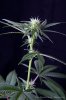 cannabis-spacedawg3-d17-3048.jpg