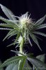 cannabis-spacedawg3-d17-3050.jpg