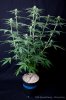 cannabis-spacedawg4-d17-3051.jpg