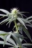 cannabis-spacedawg4-d17-3056.jpg