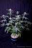 cannabis-spacedawg5-d17-3059.jpg