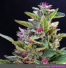 Rainbow-Dragon-Kush.jpg