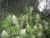 day 46 flower 020.jpg