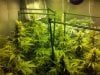 TGA grow 010.jpg