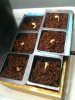 6-29_seedlingsfirst batch.jpg