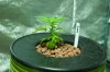 Grow 2 - Skunky Munkey-6.jpg