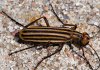 striped-blister-beetle.jpg