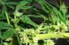 barking-mad-albums-first-grow-picture10533-100-1239-2.jpg