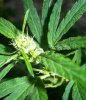 barking-mad-albums-first-grow-picture10534-100-1236-2.jpg